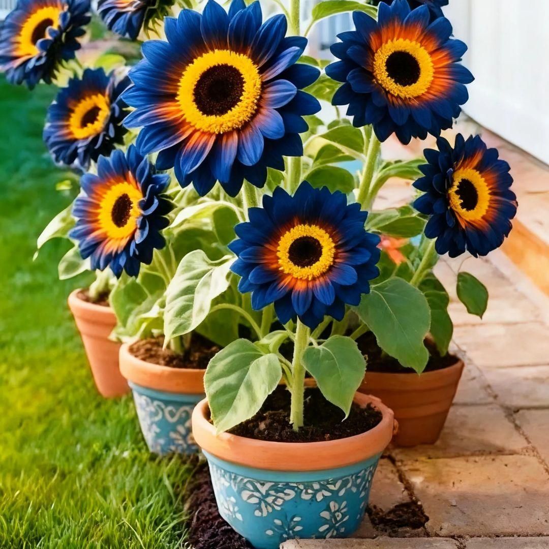 Blue Flame Sunflower Seeds + 100 Grams Organic Pot Mix Free