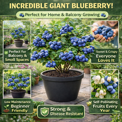 Imported Giant Blueberry Seeds – Grow Bigger, Juicier Berries at Home