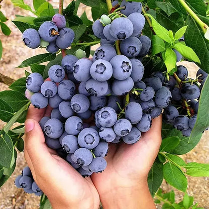 Imported Giant Blueberry Seeds – Grow Bigger, Juicier Berries at Home